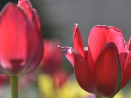 Типичная майская погода ждет туляков 27 мая