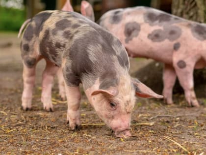 Эпидемиолог назвал особенности африканской чумы свиней и правила борьбы с ней