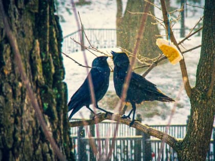Туляков предупреждают о снегопаде и плюсовой температуре 25 февраля