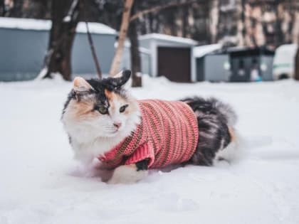 В понедельник синоптики прогнозируют тулякам потепление до +1