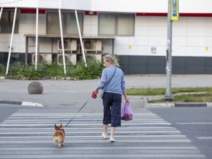 «Галлюцинации, судороги, рвота и одышка»: в Тульской области еще одна собака отравилась отечественным препаратом от клещей