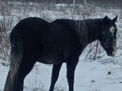 В овраге под Алексином обнаружили трупы двух собак и лошади. Жители села Бунырёво переживают за жизнь и здоровье ещё одной лошади.  