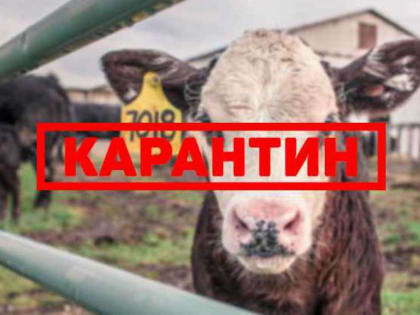 Очаг бруцеллеза крупного рогатого скота выявлен в Белевском районе