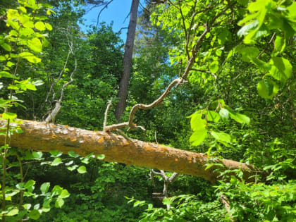 29 мая в Тульскую область вернётся летнее тепло