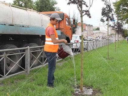 В Туле проводят обследование зелёных насаждений вдоль улиц