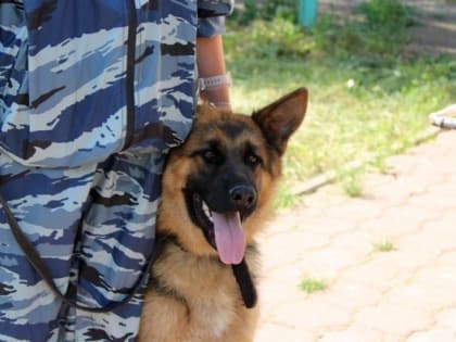 Новомосковские кинологи работой довольны