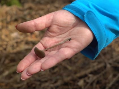 Тульские медики рассказали, что делать при отравлении грибами