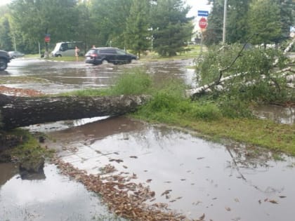 Ливень в Новомосковске повалил дерево