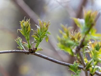 В Туле 6 мая будет малооблачно и похолодает до +9 градусов
