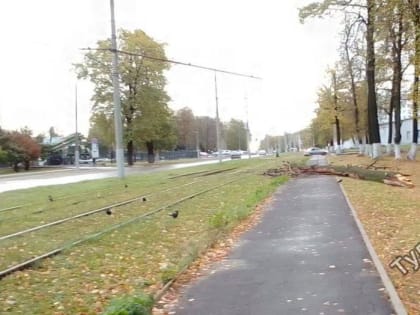 На Щегловской засеке в Туле дерево упало на трамвайные пути