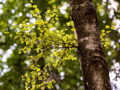 25 апреля в Тульской области пройдет небольшой дождь