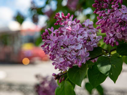 11 июня в Тульской области будет сильный ветер