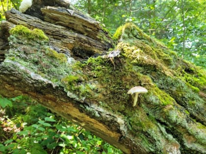 20 июля синоптики прогнозируют в Тульской области дожди