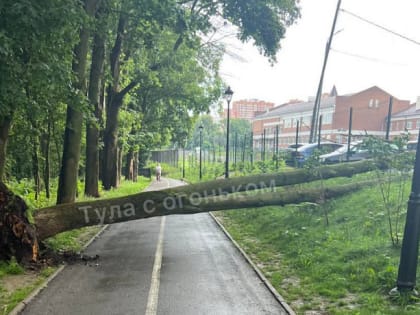 В Платоновском парке в Туле рухнули несколько деревьев