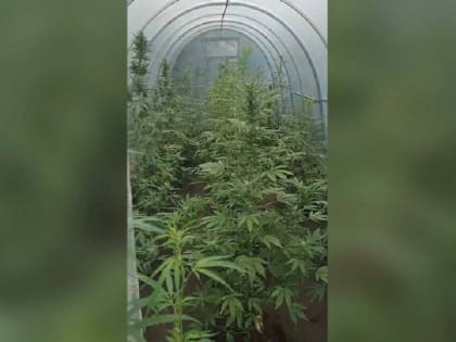 Наркоаграрий из Богородицка вырастил на дачном участке 170 кустов конопли