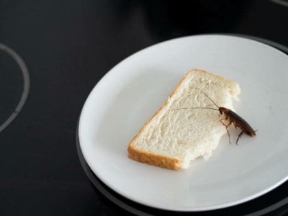 Тараканы и кишечная палочка: в Туле на 90 суток приостановлена работа ресторана «Царь»