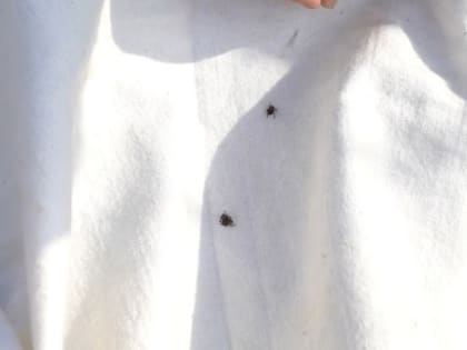 От профилактики до прививок: что тулякам нужно знать про клещей