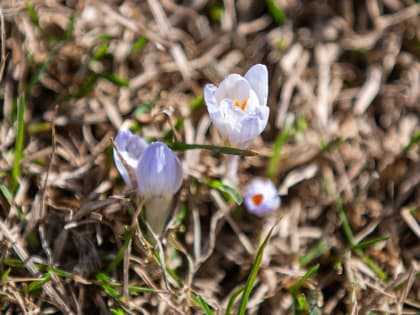 14 апреля в Тульской области похолодает до +12 градусов