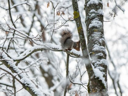 В ночь на 23 января в Тульской области будет облачно с прояснениями