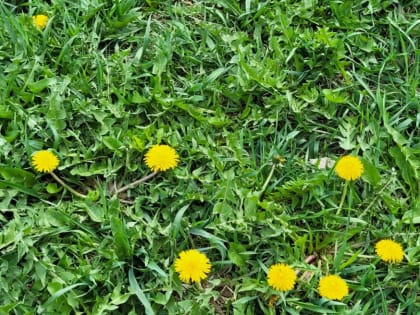 17 апреля в Тульской области ожидается дождь и до +15°С