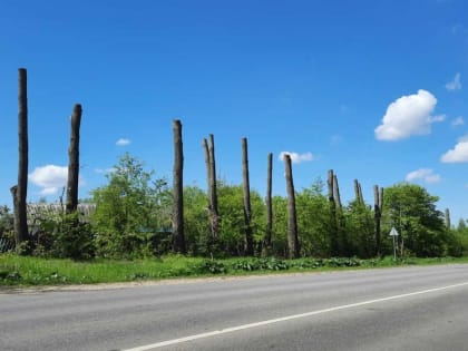 В городе утвердят новый порядок опиловки деревьев