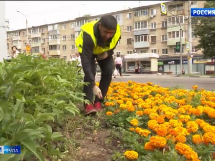 Актара побеждает белокрылку: в Туле идет борьба за зеленые насаждения