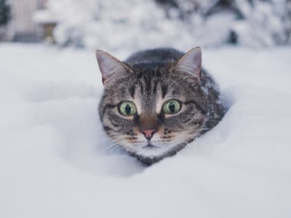 В Центральной России ожидаются ледяные дожди и 12-градусные морозы на выходных