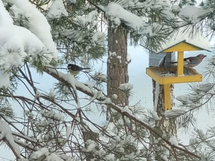 21 декабря в Тульской области ожидается дождь и до -3°С