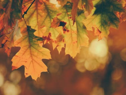 Синоптики рассказали, когда в Центральную Россию придет осень