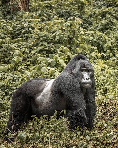 Bwindi Impenetrable National Park