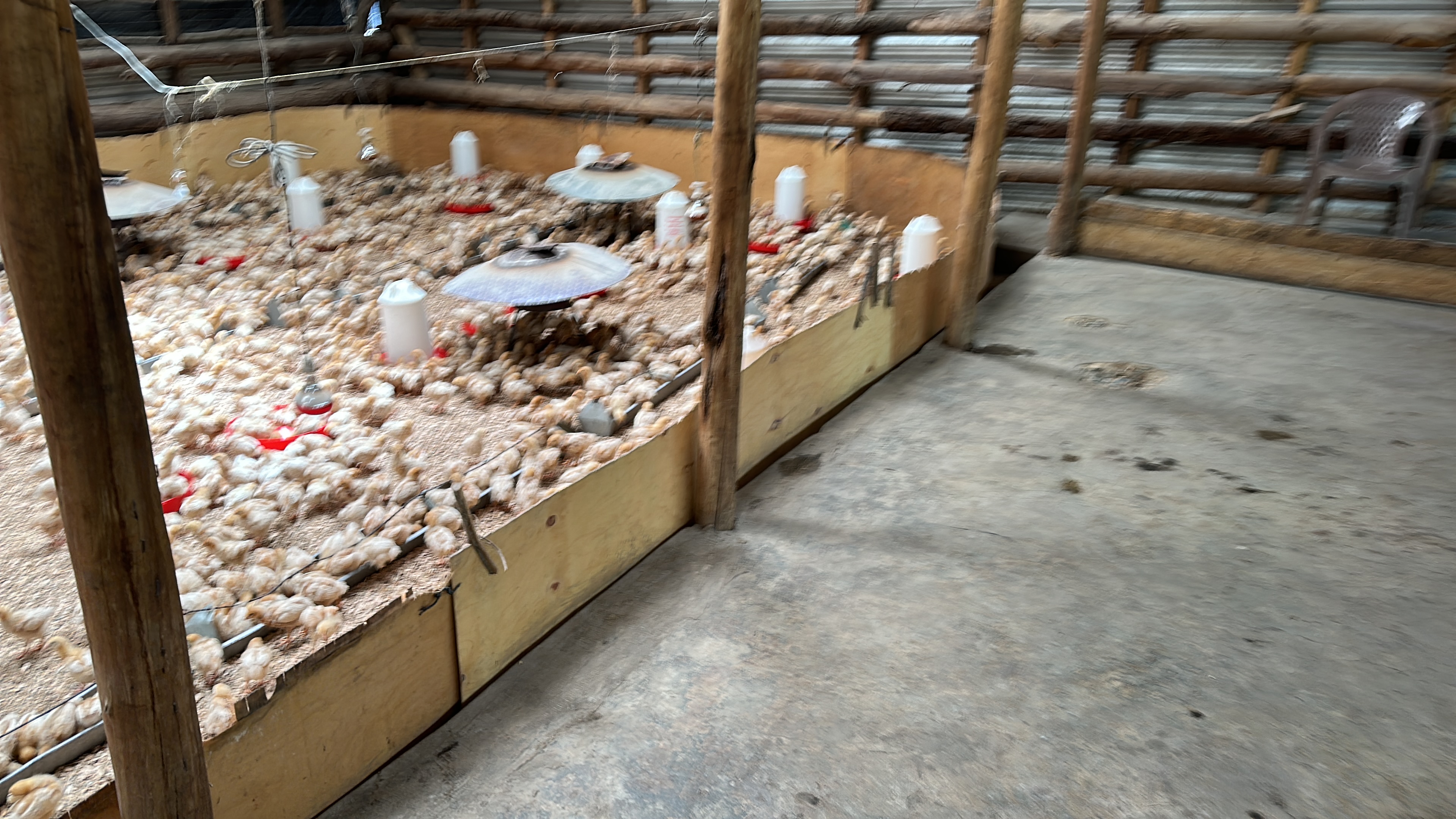 Inside an e-Poultry managed chicken house with hundreds of chicks