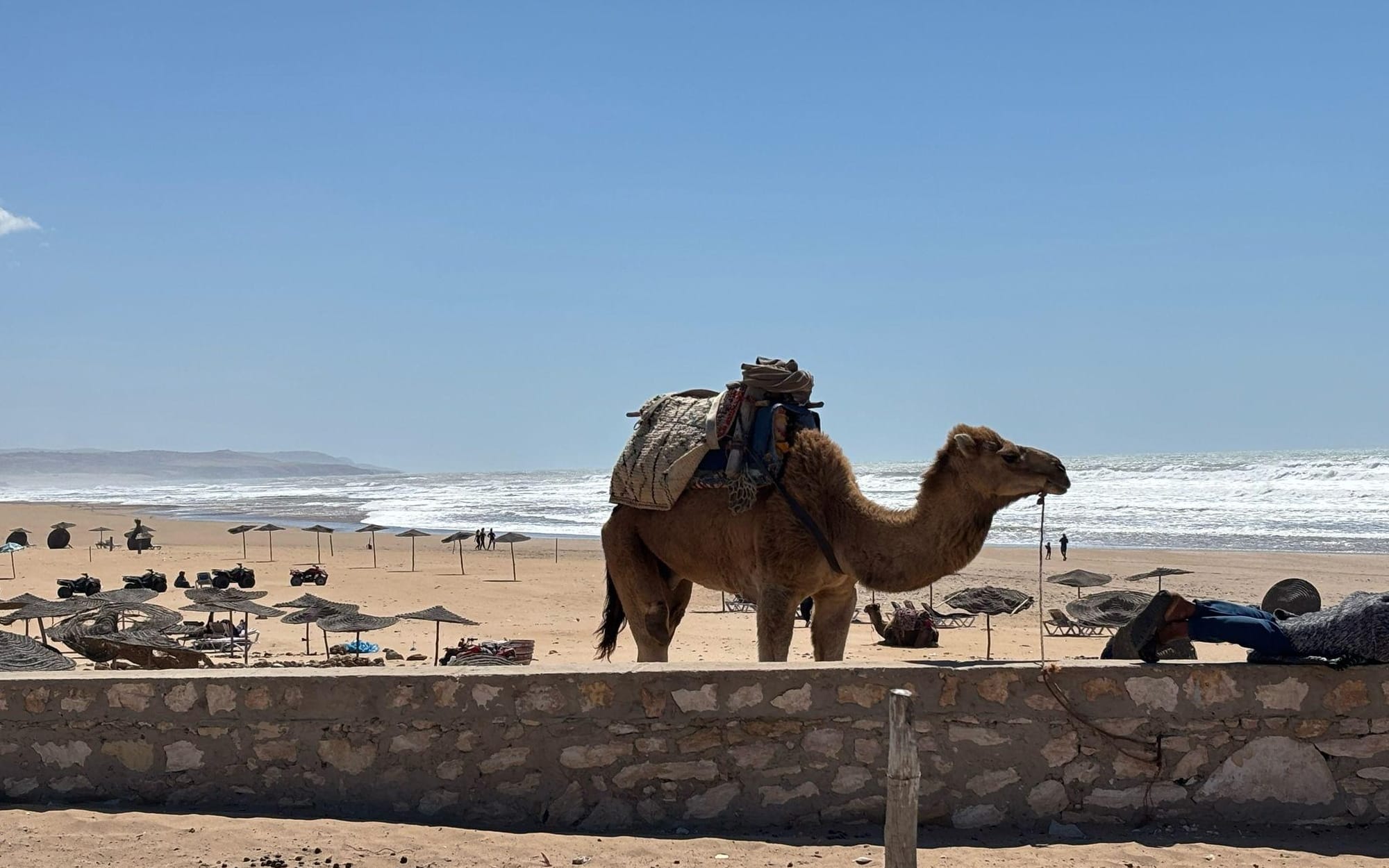 Camel Rides Near Marrakech: Palmeraie, Agafay, Essaouira or the Sahara?