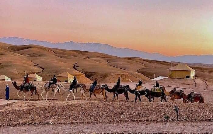 Camel caravan at sunset in the Agafay desert