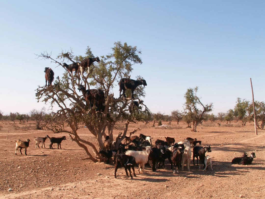 Goats in an argan tree on the road to Essaouira