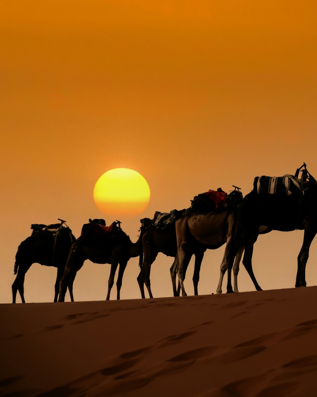 Camel silhouettes at sunset in Merzouga