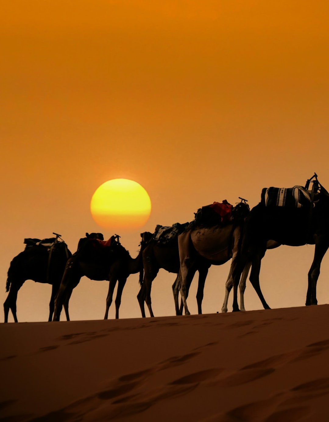 Camel silhouettes at sunset in Merzouga