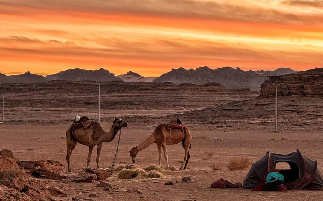 Camels under a blazing Sahara sky