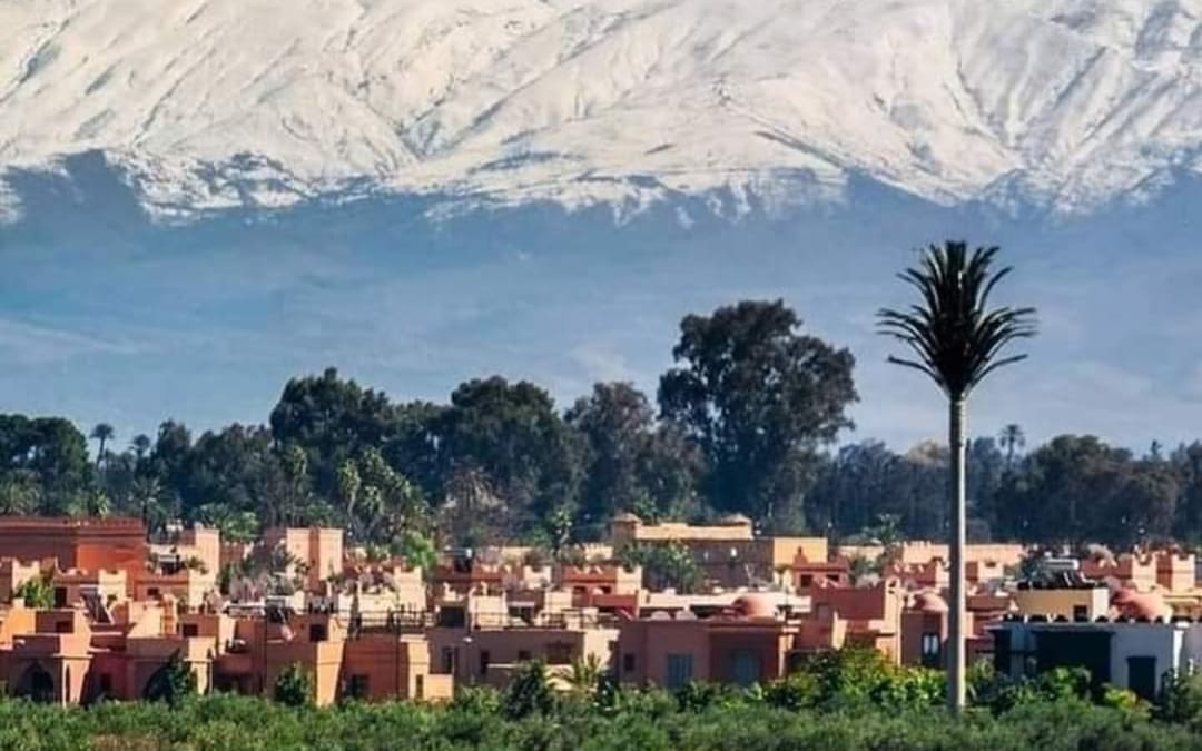 Marrakech palm grove and snowy Atlas