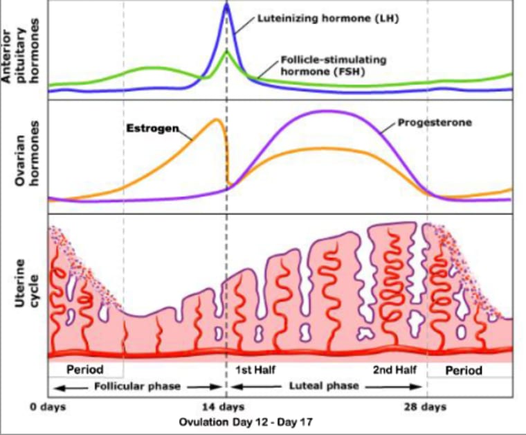Menstrual Cycle