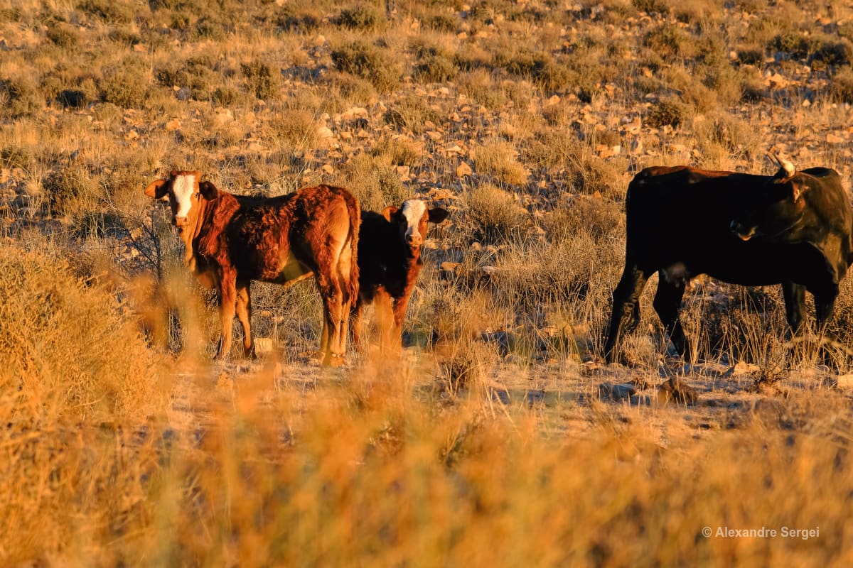 Namibia