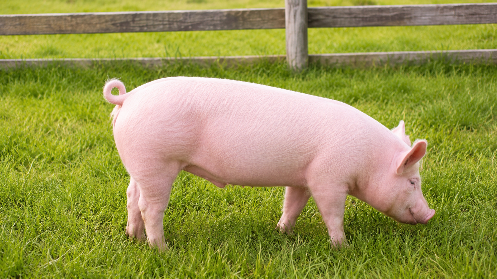 Pork Live