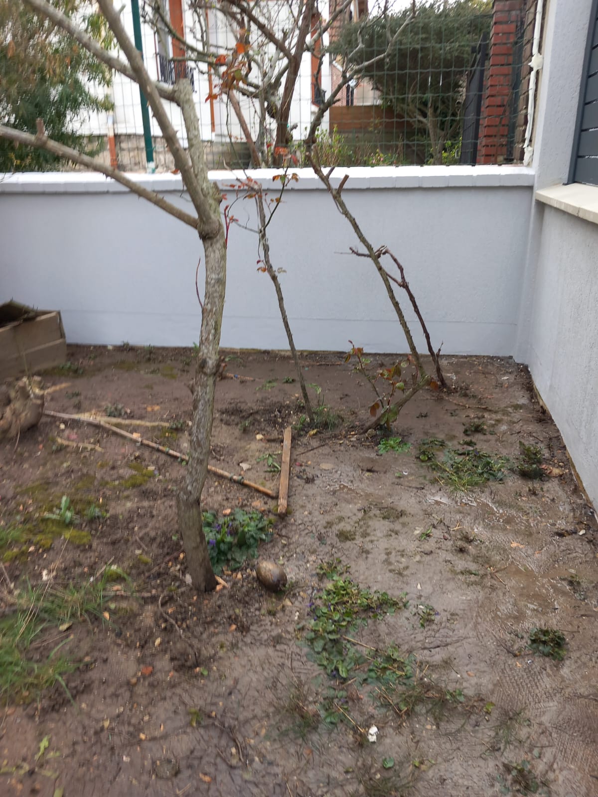 Pelouse fraîchement tondue