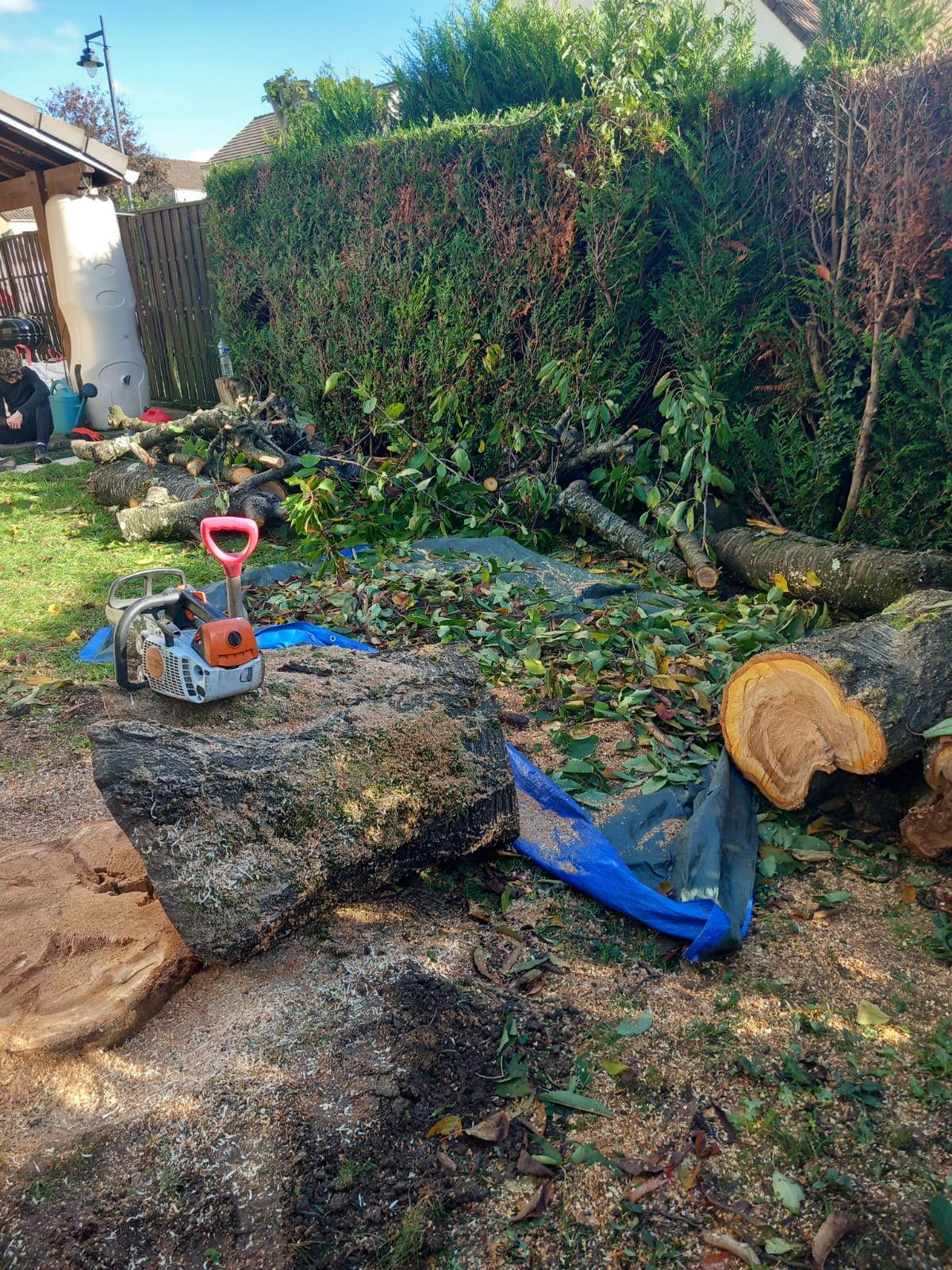 Résultat élagage professionnel