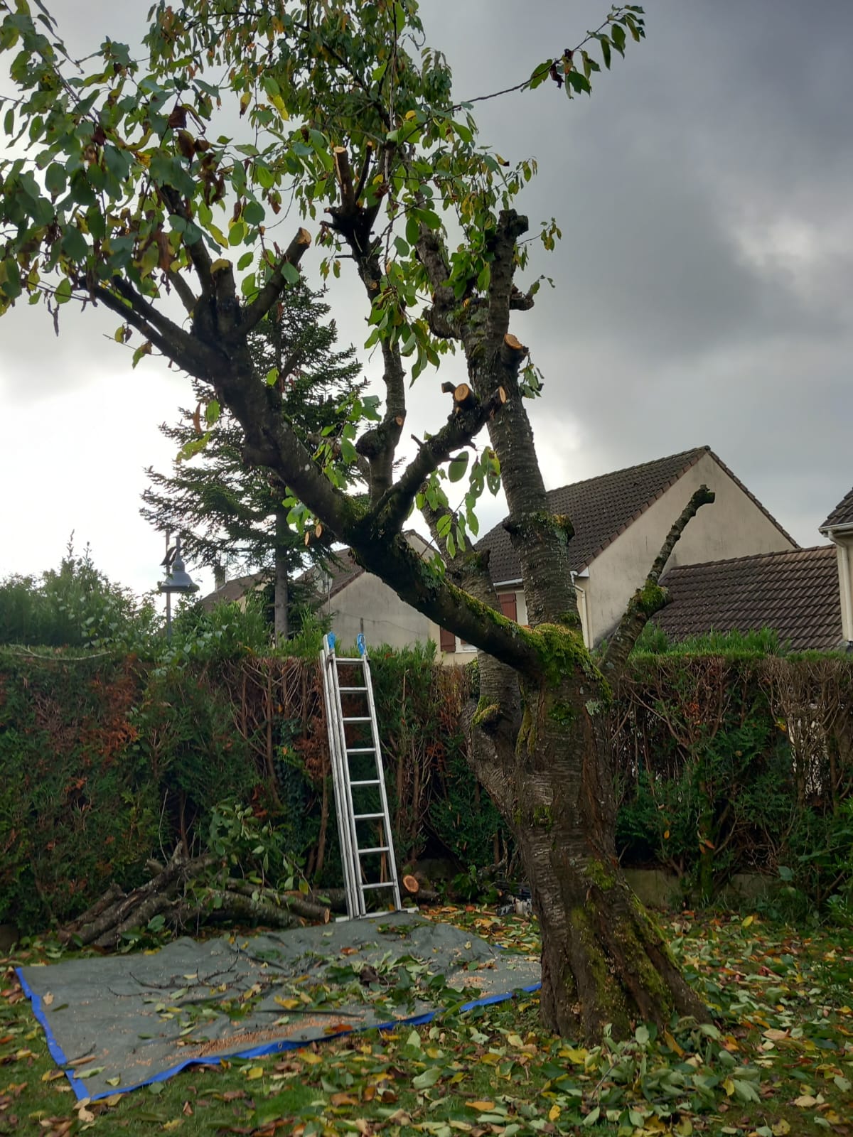 Arbre avant élagage