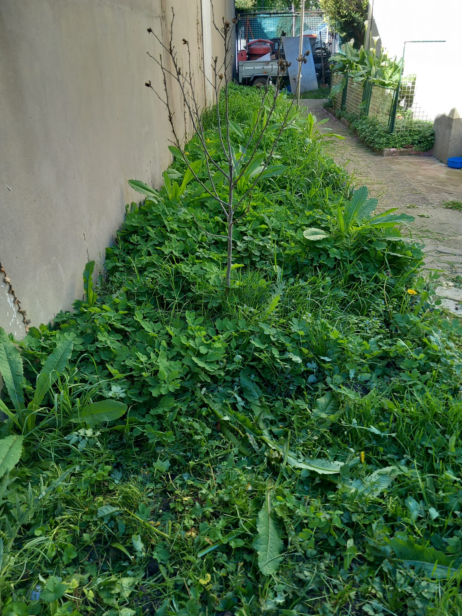 Remise au propre et débroussaillage - Avant