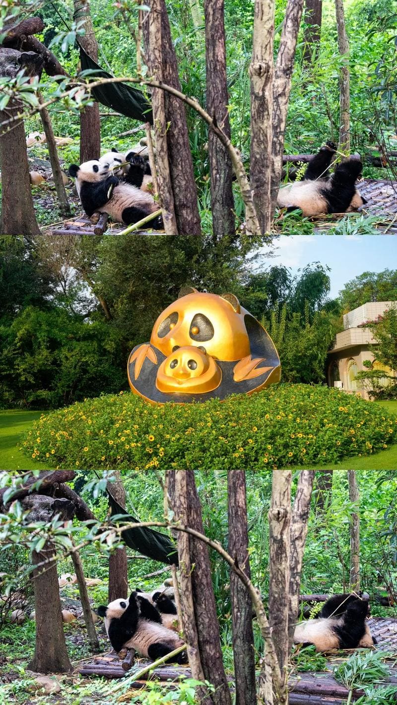 成都大熊猫基地