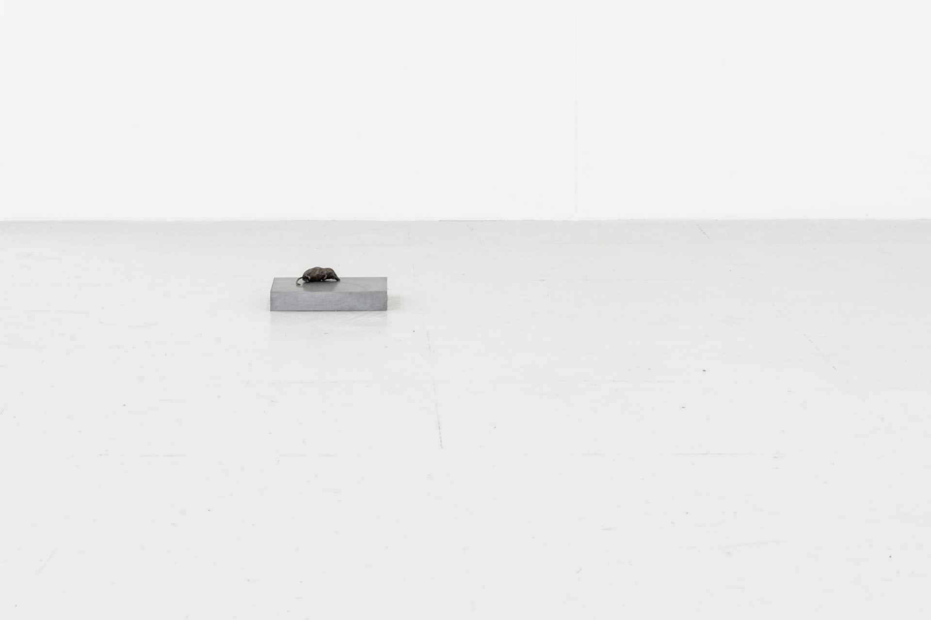 Installation documentation of Jo Coupe: All That Fall / Joseph Beuys: Wirtschaftswert at Workplace | London