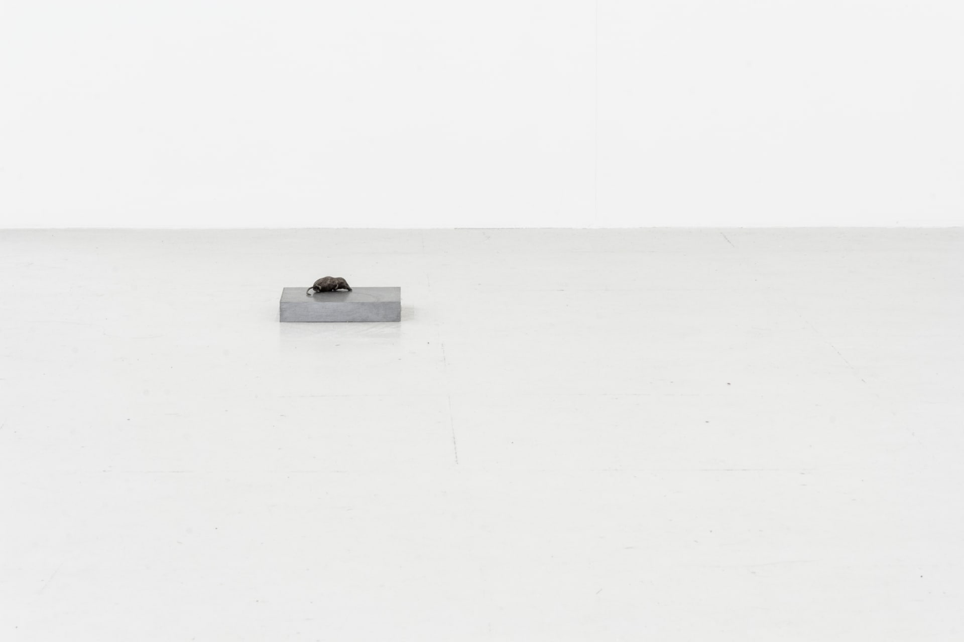 Installation documentation of Jo Coupe: All That Fall / Joseph Beuys: Wirtschaftswert at Workplace | London