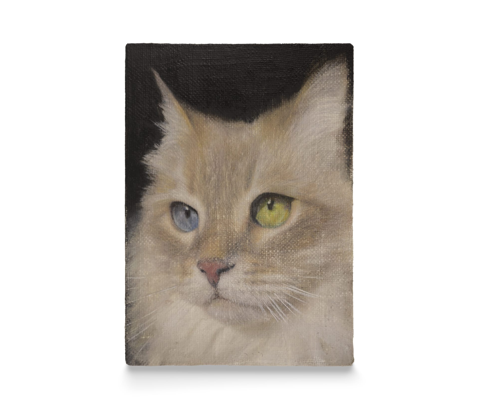 a painting by Joseph Jones of a cat with different coloured eyes - one blue and one yellow