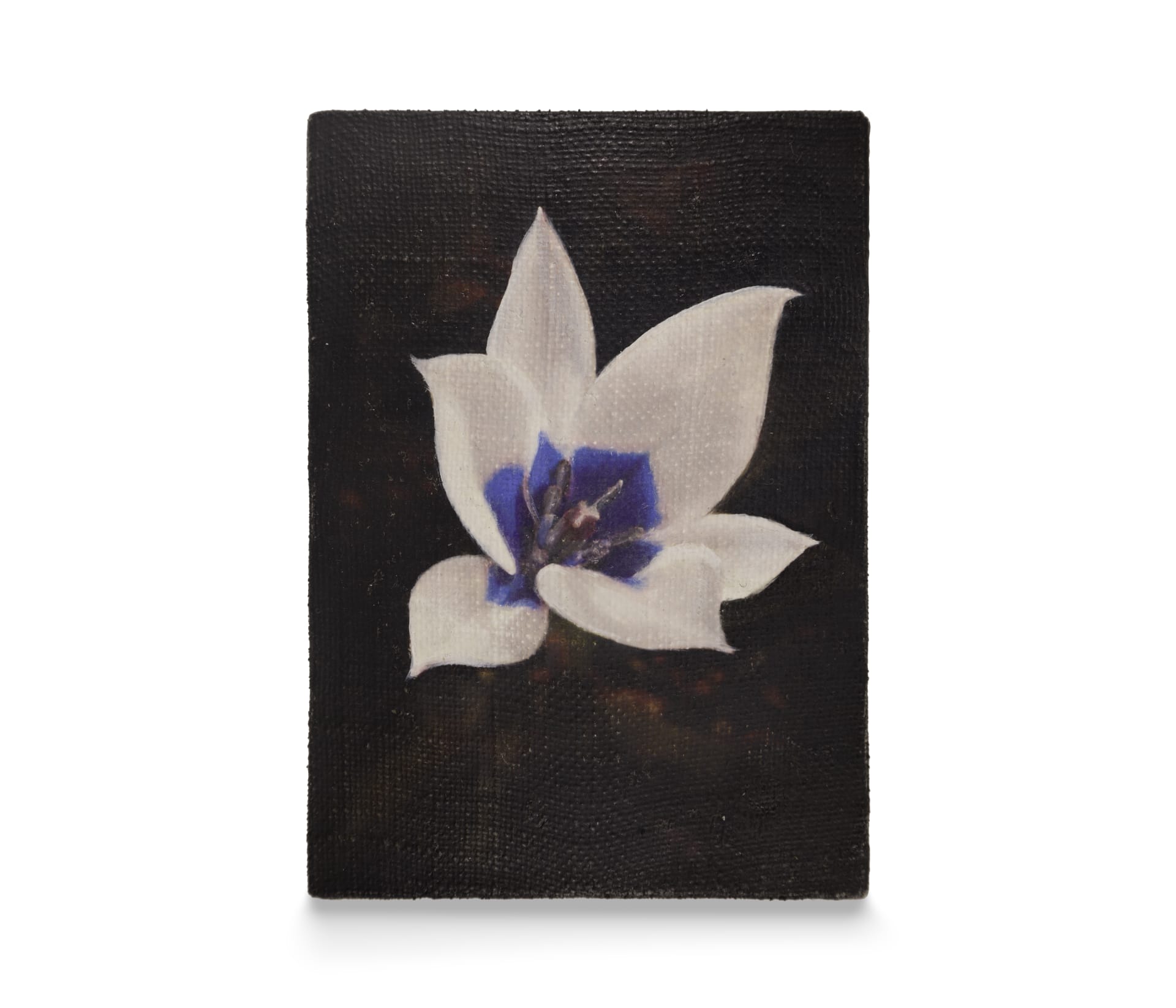 a painting of a blue and white tulip on a dark brown and red background by Joseph Jones